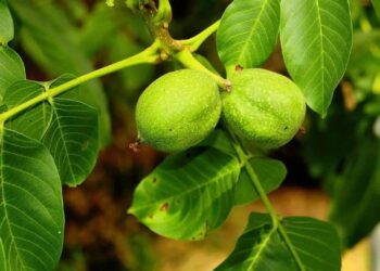 Noci di Sorrento, corso di valorizzazione della biodiversità: ‘Cosi proteggiamo le nostre eccellenze’