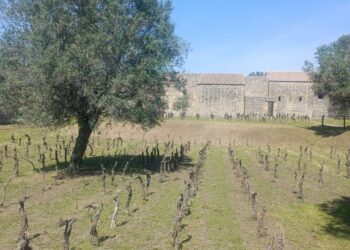Un’azienda vitivinicola nel Parco archeologico di Pompei: ‘Raccontiamo la città antica valorizzando i vigneti’