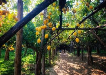 La venerazione degli agricoltori sorrentini per Sant’Antonino,