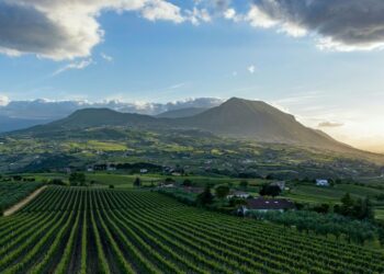 Sannio Consorzio Tutela Vini: quattro appuntamenti per valorizzare e promuovere i vini del territorio