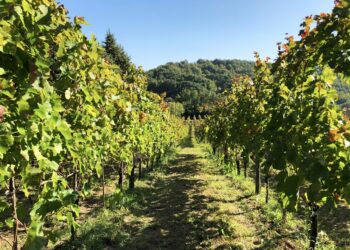 Apice ospita ‘Enorme. Piccolo salone del vino artigianale’