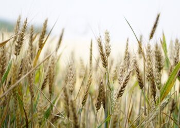 Teggiano. Si rinnova la tradizione della Pisatura