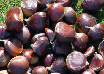 Nasce il Comitato Promotore per l’IGP del Marrone di Santa Cristina