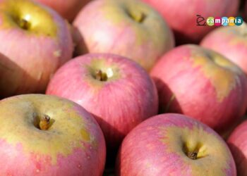 Valle di Maddaloni ospita la Festa della Mela Annurca