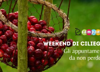 E’ tempo di ciliegie: ecco le sagre del week end