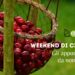 E’ tempo di ciliegie: ecco le sagre del week end