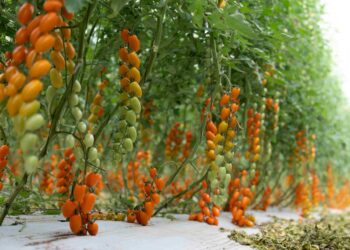 Finagricola: nasce il format “Datterino Tour” per valorizzare la filiera del pomodoro