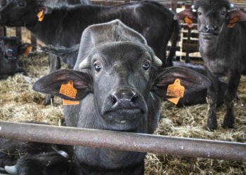 Nasce a Caiazzo la “Tenuta del Lago”