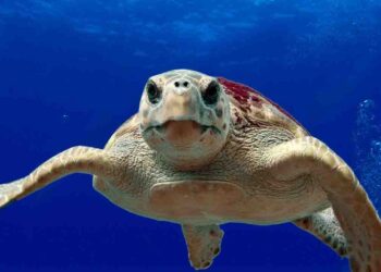 Estate da record per nidificazioni di tartaruga Caretta Caretta