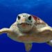 Estate da record per nidificazioni di tartaruga Caretta Caretta