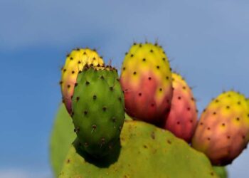 Castel Morrone celebra la Sagra del Fico d’India