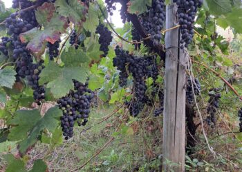 Pimonte. “Festa delle Vendemmia” tra escursioni, tradizioni e degustazioni