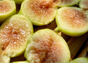 Ottati celebra il fico bianco del Cilento: terza edizione di “Ficus in Tabula”