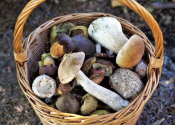 Cusano Mutri celebra la sagra dei funghi porcini