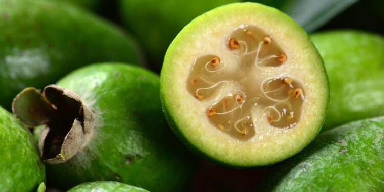 Sant’Agata Dei Goti si tinge di verde con la Festa della Feijoa