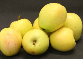 La mela Limoncella di Sant’Agata sui Due Golfi: un frutto antico per un futuro sostenibile