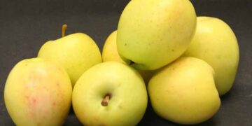 La mela Limoncella di Sant’Agata sui Due Golfi: un frutto antico per un futuro sostenibile