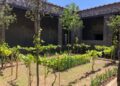 Pompei. Tra storia e natura: riscoprire il verde all’ombra del Vesuvio