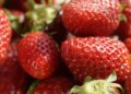 ‘Il Bosco delle fragole’: a Eboli arriva, per la prima volta in Italia, lo Strawberry fair