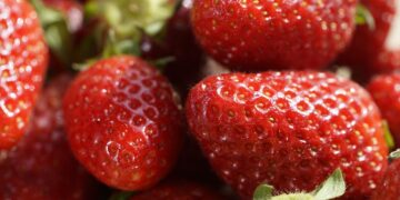 ‘Il Bosco delle fragole’: a Eboli arriva, per la prima volta in Italia, lo Strawberry fair