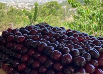 A Gragnano torna la Festa della Ciliegia nel Borgo di Castello