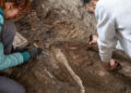 Pompei, un equide sepolto dal Vesuvio riemerge nel panificio dei Casti Amanti