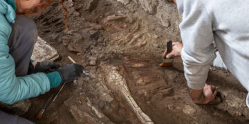 Pompei, un equide sepolto dal Vesuvio riemerge nel panificio dei Casti Amanti