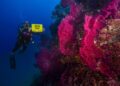 Banco di Santa Croce, Greenpeace: “La barriera corallina del Mediterraneo va protetta”