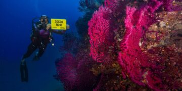 Banco di Santa Croce, Greenpeace: “La barriera corallina del Mediterraneo va protetta”