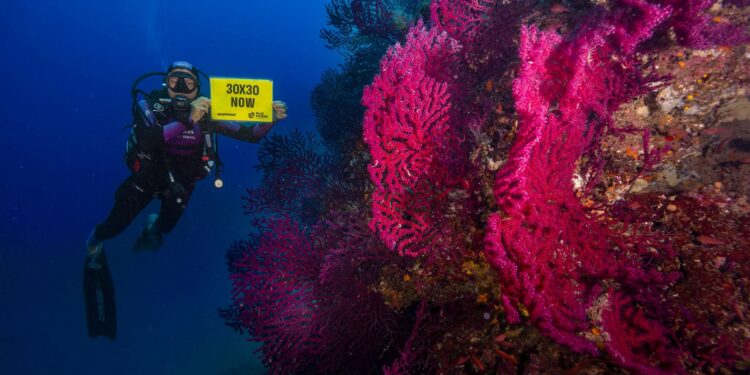 Banco di Santa Croce, Greenpeace: “La barriera corallina del Mediterraneo va protetta”