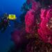 Banco di Santa Croce, Greenpeace: “La barriera corallina del Mediterraneo va protetta”