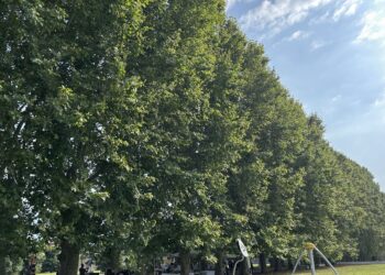 Real Polverificio Borbonico di Scafati, apre il grande parco da 16 ettari per tutti con accesso gratuito