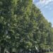 Real Polverificio Borbonico di Scafati, apre il grande parco da 16 ettari per tutti con accesso gratuito