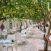 Maiori. Ristorante Pineta 1903, un’antica limonaia restaurata