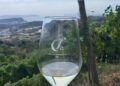 Vendemmia 2026, alle Cantine Federiciane si raccoglie l’anima vulcanica di Vigna Cigliano