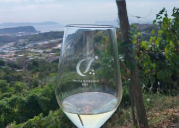 Vendemmia 2026, alle Cantine Federiciane si raccoglie l’anima vulcanica di Vigna Cigliano