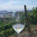 Vendemmia 2026, alle Cantine Federiciane si raccoglie l’anima vulcanica di Vigna Cigliano