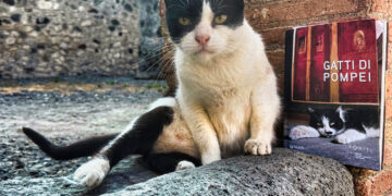 Gatti di Pompei: un libro dedicato agli amici felini