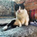 Gatti di Pompei: un libro dedicato agli amici felini