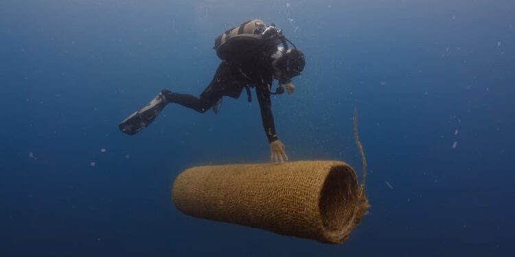 La Baia di Ieranto rifiorisce: al via il trapianto per estendere le praterie di posidonia