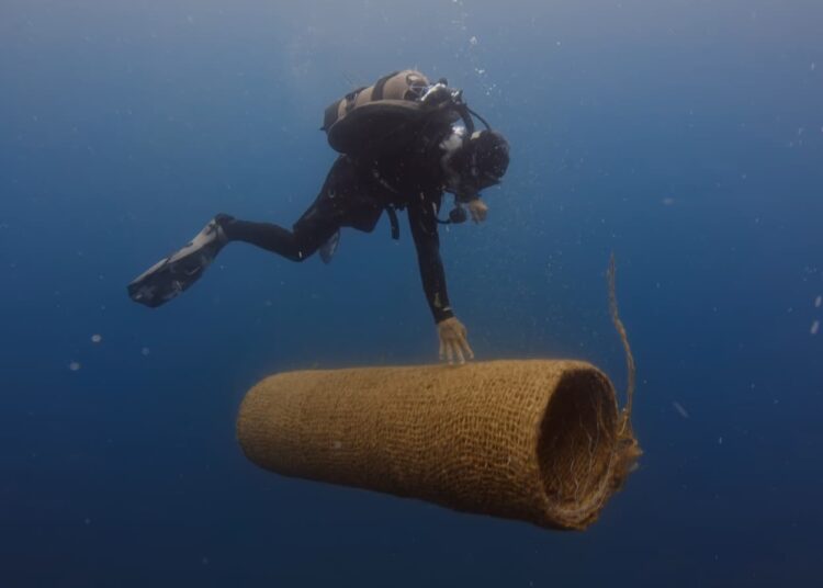 La Baia di Ieranto rifiorisce: al via il trapianto per estendere le praterie di posidonia